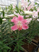 [5250 Queenfish No01.JPG]